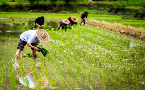 土壤水分測定儀為差異化節(jié)水灌概提供依據