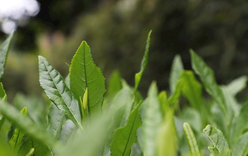 茶葉大國應用，土壤養(yǎng)分檢測儀可以對茶葉合理施肥有何等指導作用？