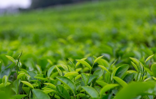 土壤溫濕度儀助推傳統(tǒng)茶產(chǎn)業(yè)優(yōu)質(zhì)發(fā)展，指導(dǎo)灌溉作業(yè)