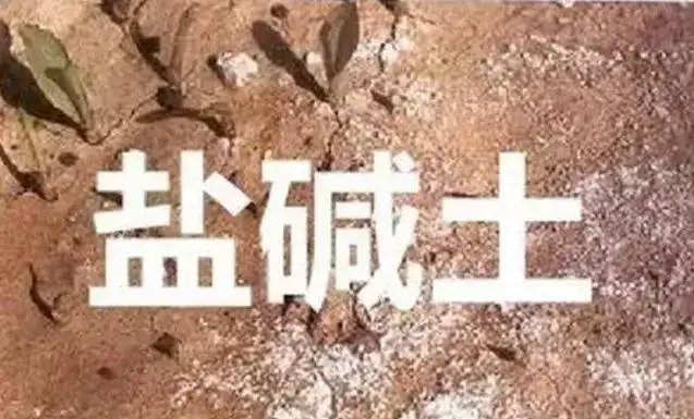 作物為什么生長不健康，用土壤EC計(jì)測測便知