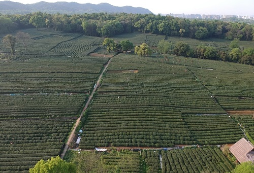 肥料不是越多越，利用測土儀提高化肥利用率