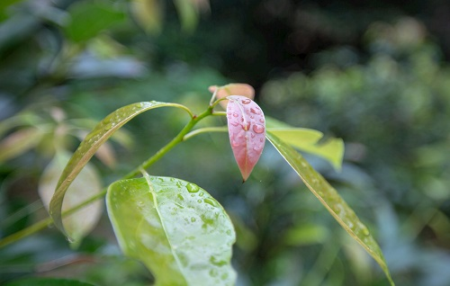 如何利用土壤墑情測(cè)量?jī)x指導(dǎo)香樟樹培育？