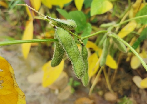 大豆種植不景氣？土壤養(yǎng)分測(cè)試儀找到了新出路