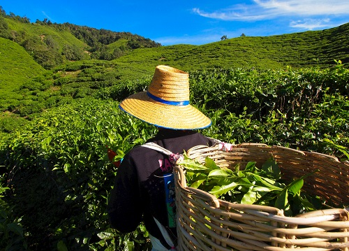 茶園里面的土壤應(yīng)該如何檢測(cè)？利用土壤儀器對(duì)茶園土壤的有效管理