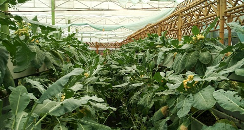 大棚土壤鹽漬化會(huì)對(duì)蔬菜種植（根、葉、果）帶來(lái)哪些危害？